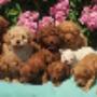 Cuccioli