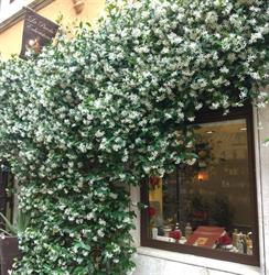La piccola erboristeria