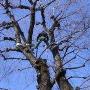 Alberi ad Alto Fusto