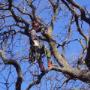 Tree Climbing