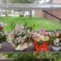 Fiori
