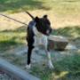 Adottare Un Cane