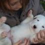 Scelta e Formazione del Cucciolo