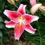 Fiori Freschi
