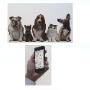 Video Sorveglianza Animali