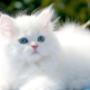 Gatti Pronto Soccorso Centro Veterinario Animali da Compagnia