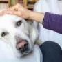 Cure Mediche Pronto Soccorso Centro Veterinario Animali da Compagnia