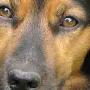Cani Pronto Soccorso Centro Veterinario Animali da Compagnia