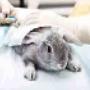 Conigli Pronto Soccorso Centro Veterinario Animali da Compagnia