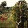 Vigneti