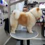 Chow Chow