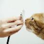 Clinica Veterinaria Nur