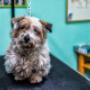 Animali Domestici di Piccola Taglia