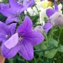 Fiori