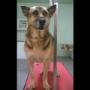 Animali Domestici - Toeletta