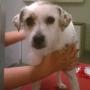 Animali Domestici - Toeletta
