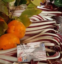 SCATTOLIN GIULIANO