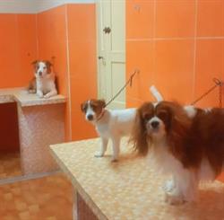 PET DESIGN DI LAZZERI LORENZO