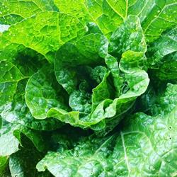 SOCIET AGRICOLA VERDEFOGLIA BIO SOCIET SEMPLICE