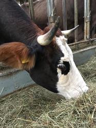 Il colle del Tiglio società agricola