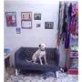 Toelettatura per Cani Grandi Taglie