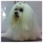 Toelettatura per Cani