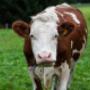 Ceresani Gianluca Azienda Agricola - Lcarni Bovine Fresche