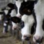 Allevamento di Bovini - Ceresani Gianluca Azienda Agricola