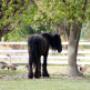Cavallo