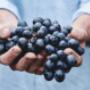 Produzione Vini
