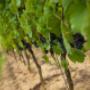 Vigna