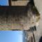 Castello-