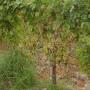 Cantine Ielasi