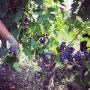 Azienda Agricola