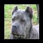 Mastino