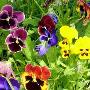 Fiori