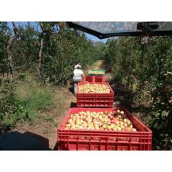 Azienda Agricola Tropiano
