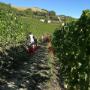 Azienda Agricola Garbarino Roberto