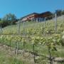 Azienda Agricola Garbarino Roberto