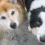 Ortopedia e Cardiologia per Animali Domestici