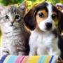 Animali Domestici