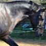 Cavallo