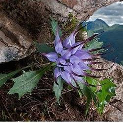 L'Oasi Botanica