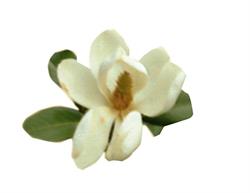 A La Magnolia