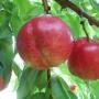 Nettarine