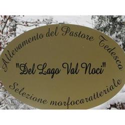 Allevamento del Pastore Tedesco Lago Val Noci