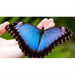 Psicoterapeuta Dr.ssa Patrizia Pontis