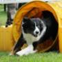 Agility