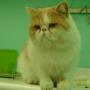 Gatti