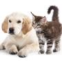 Servizi Funebri per Animali